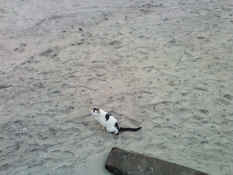 1110100740.jpg (973108 bytes)