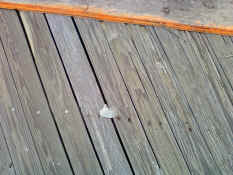 1110100836c.jpg (1188561 bytes)