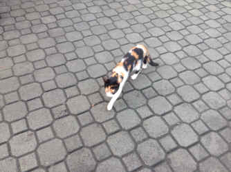 IMG_5853.JPG (1800147 bytes)